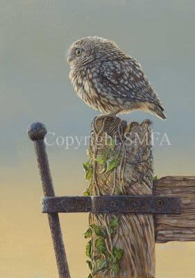 Owl Limited Edition Print 