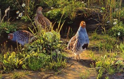 Partridge Game Bird Limited Edition Print 'English Partridge' by Jonathan Pointer