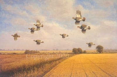 Partridge Limited Edition Print 'Grey Partridge Over Stubble' by Julian Novorol