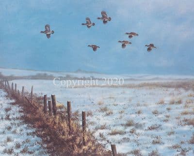 Partridge Limited Edition Print 'Partridge' by Ian Phipps