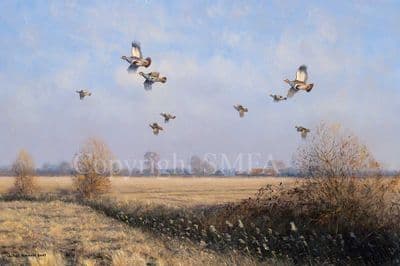 Partridge Limited Edition Print 'Partridge Leaving the Stubble' by Julian Novorol
