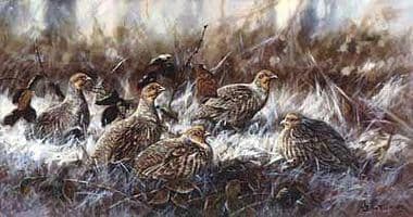 Partridge Limited Edition Print 'Winter Covey' by John Trickett
