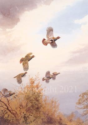 Partridge Open Edition Print 'Partridges' by J.C Harrison