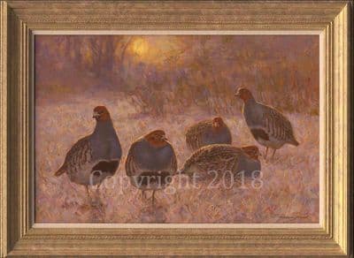 Partridge Original Oil on Canvas 'Evening Partridge' by Frederick Haycock