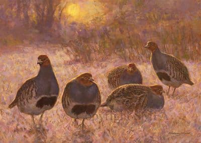 Partridges in the Snow Blank Greetings Card 'Partridge' by Frederick Haycock C559