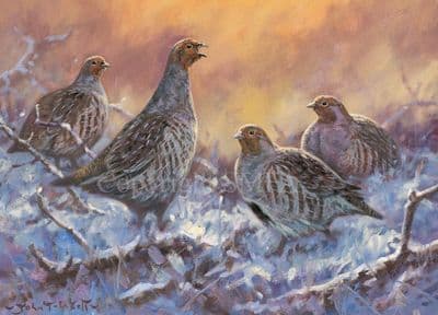 Partridges in the Snow Christmas Cards 'Partridge at Sunset' by John Trickett C547X