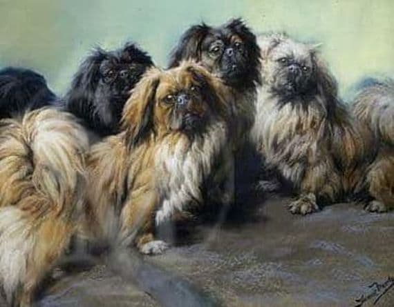 Pekinese Blank Greetings Card 'Family Pack' by Fannie Moody B168