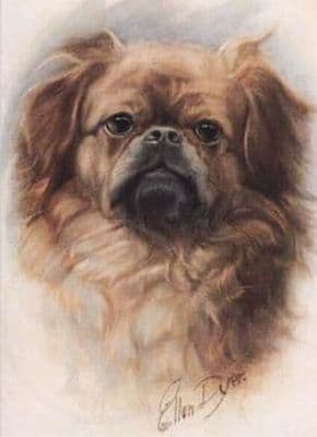 Pekinese Blank Greetings Card 'The Pekinese' by Ellen Dyer B91