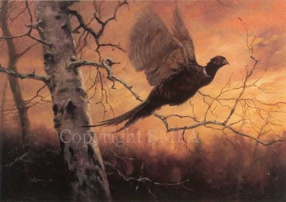 Pheasant Blank Greetings Card 'Pheasant Flushed' by John Trickett C176