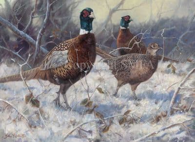 Pheasant Canvas Print 'A Brace and a Half by John Trickett