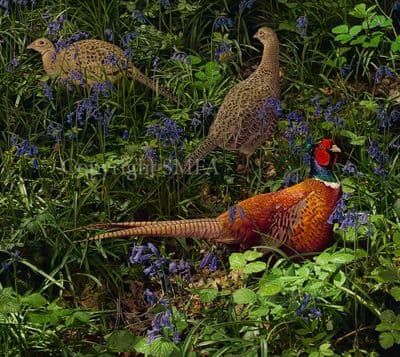 Pheasant Game Bird Limited Edition Print 'Pheasants and Bluebells' by Jonathan Pointer