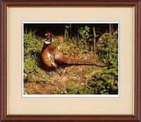 Pheasant Game Bird Limited Edition Print 'Spring Pheasant' by Jonathan Pointer