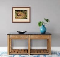 Pheasant Game Bird Limited Edition Print 'Spring Pheasant' by Jonathan Pointer