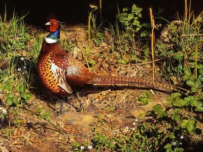Pheasant Game Bird Limited Edition Print 'Spring Pheasant' by Jonathan Pointer