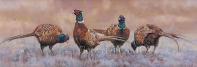 Pheasant Limited Edition Canvas Print 'Cocks Only' by John Trickett