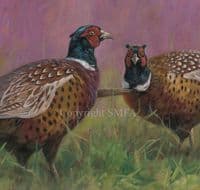 Pheasant Limited Edition Canvas Print 'Every Which Way' by John Trickett