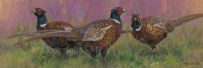 Pheasant Limited Edition Canvas Print 'Every Which Way' by John Trickett