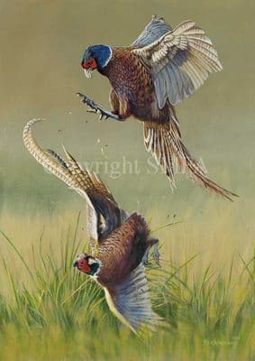 Pheasant Limited Edition Print 