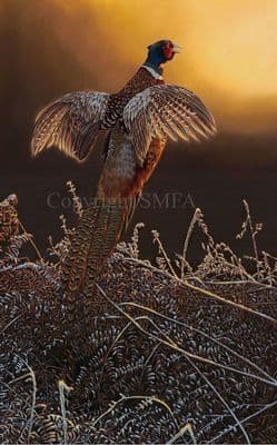 Pheasant Limited Edition Print 'Frosty Start' by Steven Lingham