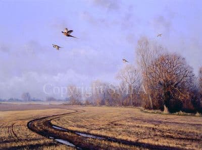 Pheasant Limited Edition Print 'Pheasant Over' by Julian Novorol