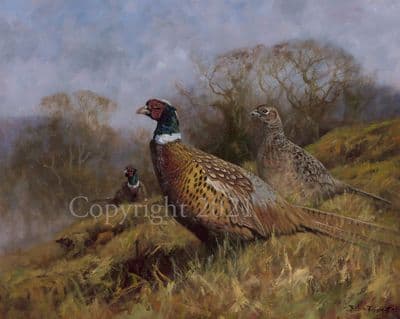 Pheasant Limited Edition Print 'Pheasants' by John Trickett