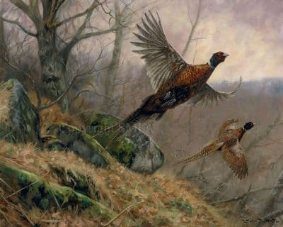 Pheasant Limited Edition Print 'Taking Flight' by John Trickett