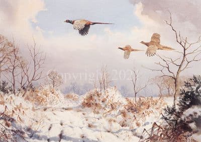 Pheasant Open Edition Print 'Pheasants in The Snow' by J.C.Harrison