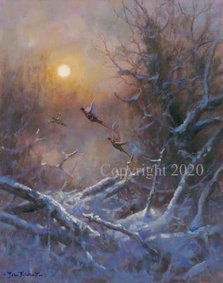 Pheasant  Original Oil Painting 'Lift Off' by John Trickett