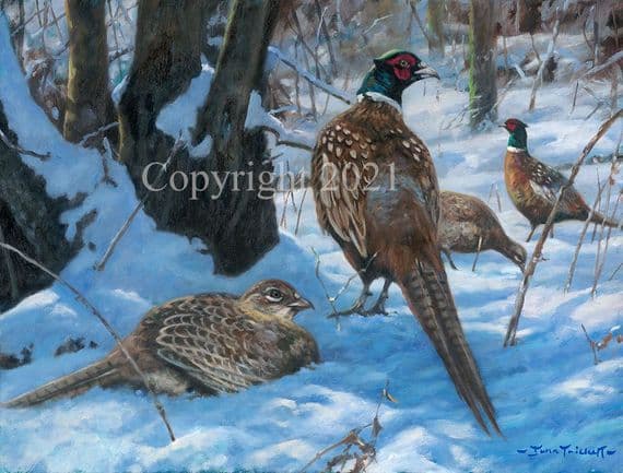 Pheasant Pack of 10 Christmas Cards 'Pheasant Glade' by John Trickett C640X
