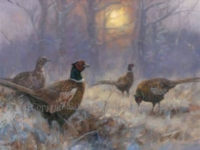 Pheasants at Sunset Christmas Cards 'The Breakfast Club' by John Trickett C546X