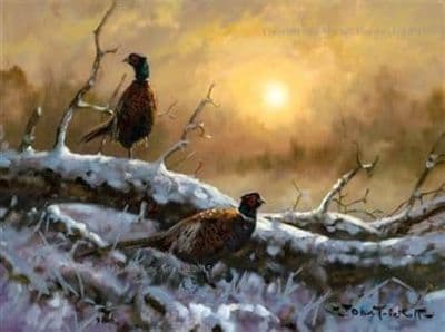 Pheasants Christmas Cards 'Pheasants at Sunset' by John Trickett C475X