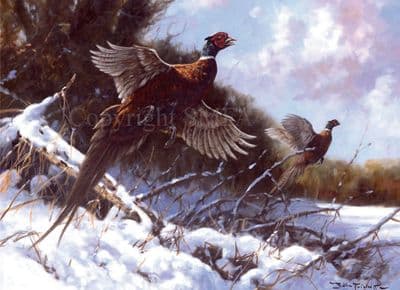 Pheasants Christmas Cards 'Pheasants Flushed' by John Trickett C365X