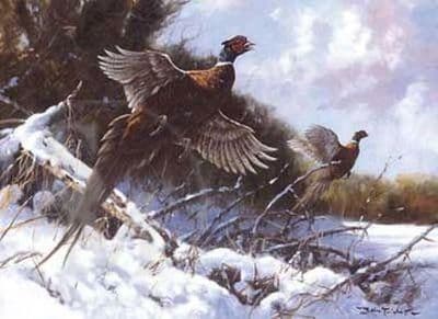Pheasants Flushed Blank Greetings Card by John Trickett C365