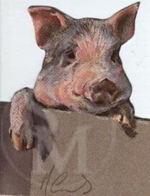 Pig Blank Cut Out Card 'Inquisitive' by Mick Cawston AM03