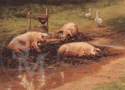 Pig Blank Greetings Card 'Happy As A Pig' by Frank Wright B75