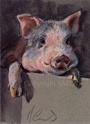 Pig Blank Greetings Card Inquisitive by Malcolm Coward B66