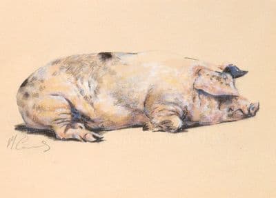 Pig Blank Greetings Card 'Sweet Dreams' by Malcolm Coward  B51
