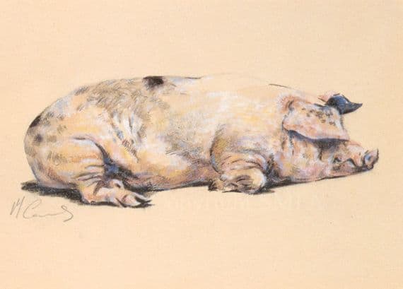 Pig Blank Greetings Card 'Sweet Dreams' by Malcolm Coward  B51