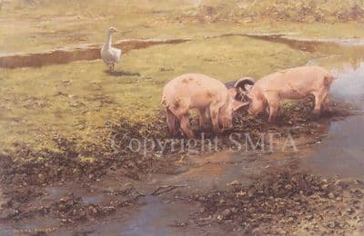 Pig Limited Edition Print 'Caught in The Act' by Frank Wright