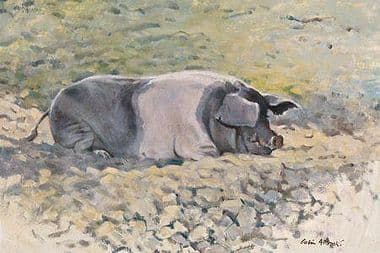 Pig Limited Edition Print The Happy Saddleback by Colin Allbrook