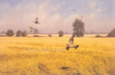 Pigeon Limited Edition Print 'Pigeon Over Laid Barley' by Julian Novorol
