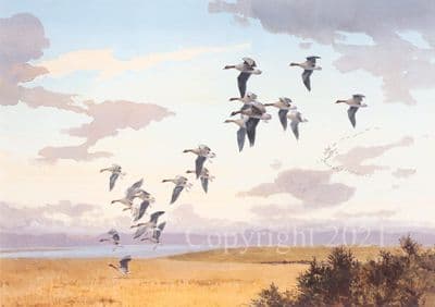 Pinkfeet Wildfowl Open Edition Print 'Pinkfeet' by J.C.Harrison