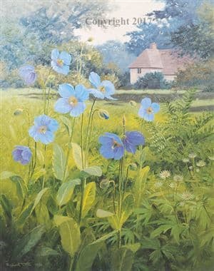 Poppy Limited Edition Print 'Himalayan Poppies' by Richard Tratt
