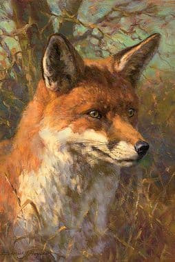 Portrait of a Fox, Limited edition Print by Frederick J Haycock