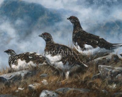 Ptarmigan Limited Edition Print 'Spring Ptarmigan' by John Trickett