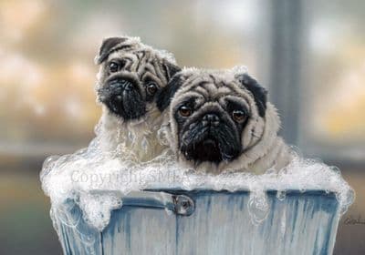 Pug Greetings Card 'Pugwash' Individually Wrapped Blank card by Paul Doyle