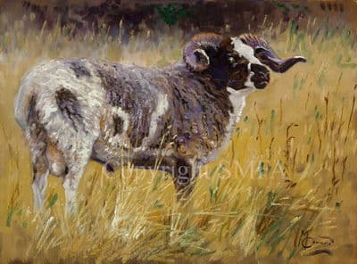 Ram Limited Edition Print 'The Ram' by Malcolm Coward