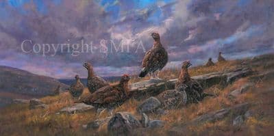 Red Grouse Limited Edition Canvas Print 'Red Grouse' by John Trickett