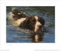River Patrol' Springer Spaniel Print by Frederick J Haycock
