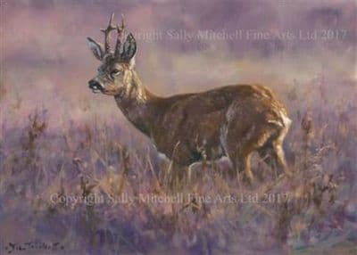 Roe Deer Blank Greetings Card 'Roe at Sunset' by John Trickett